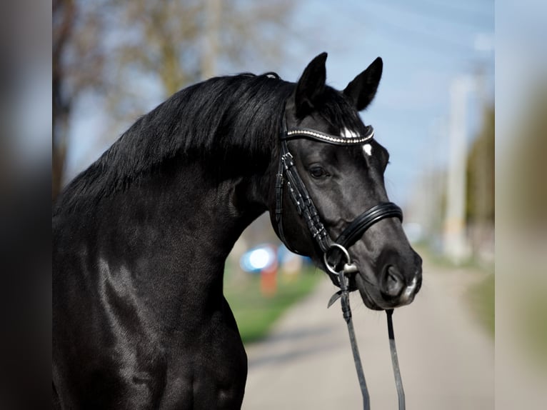 Westphalian Mare 5 years 16,1 hh Black in Budapest