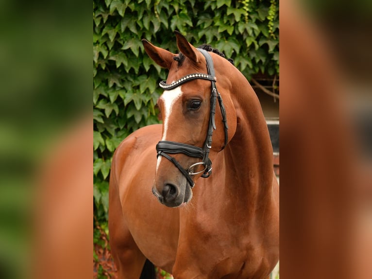 Westphalian Mare 5 years 16,1 hh Brown in Schloß Holte-Stukenbrock