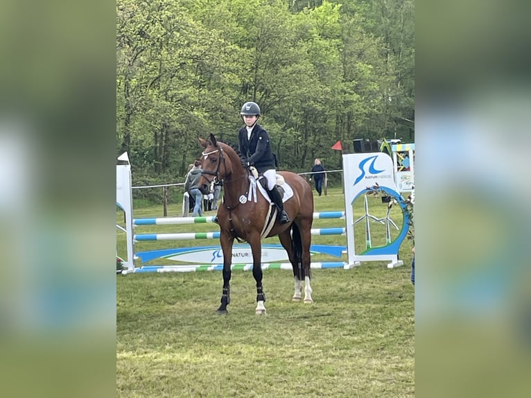 Westphalian Mare 5 years 16,1 hh Brown in Dorsten