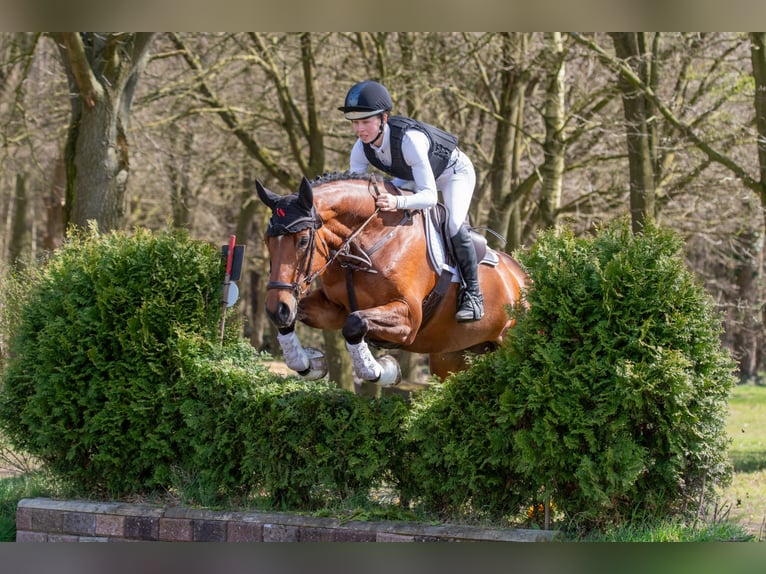 Westphalian Mare 5 years 16,1 hh Brown in Dorsten