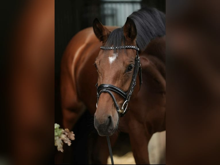 Westphalian Mare 5 years 16,1 hh Brown in Dorsten