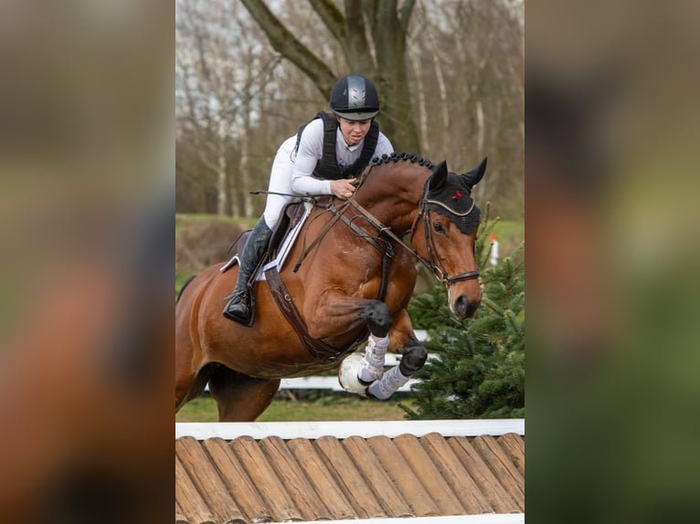 Westphalian Mare 5 years 16,1 hh Brown in Dorsten