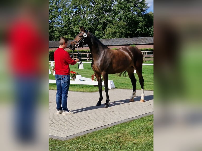Westphalian Mare 5 years 16,1 hh Brown in Sendenhorst