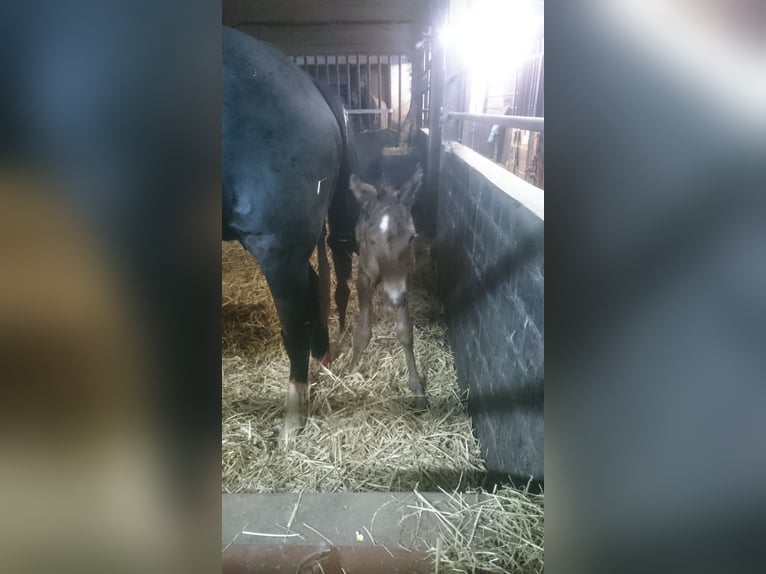 Westphalian Mare 5 years 16,1 hh Brown in Sendenhorst