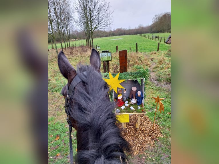 Westphalian Mare 5 years 16,1 hh Brown in Sendenhorst