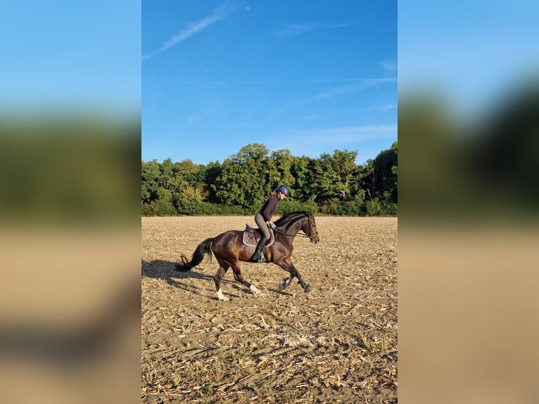 Westphalian Mare 5 years 16,1 hh Brown in Sendenhorst
