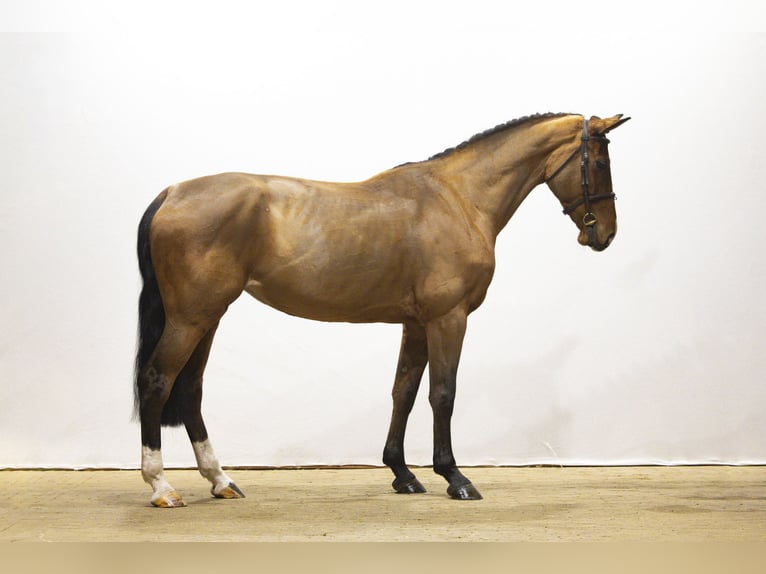 Westphalian Mare 5 years 16,1 hh Brown in Waddinxveen