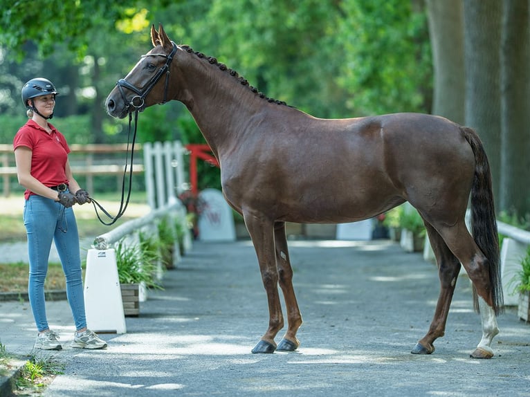 Westphalian Mare 5 years 16,1 hh Chestnut in M&#xFC;nster-Handorf