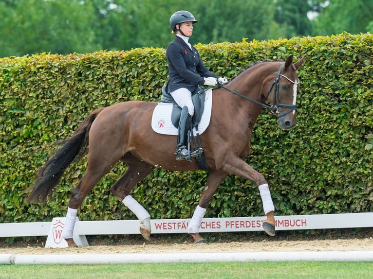 Westphalian Mare 5 years 16,1 hh Chestnut in M&#xFC;nster-Handorf