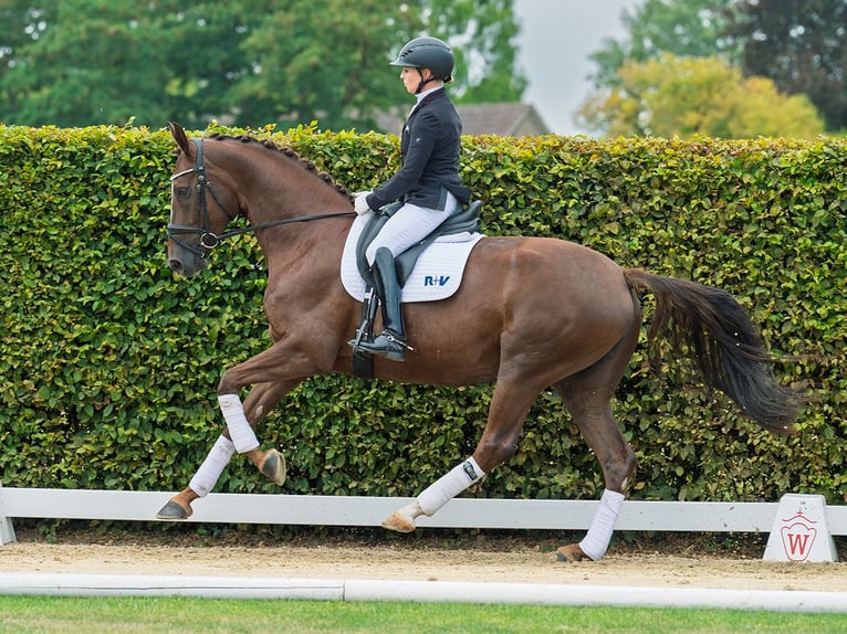Westphalian Mare 5 years 16,1 hh Chestnut in M&#xFC;nster-Handorf