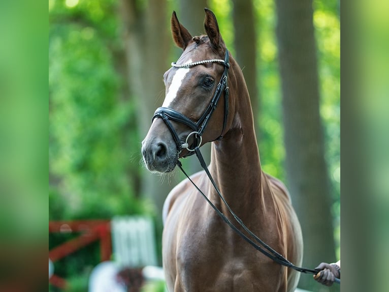 Westphalian Mare 5 years 16,1 hh Chestnut in M&#xFC;nster-Handorf