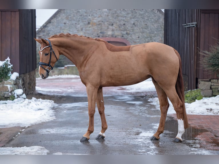 Westphalian Mare 5 years 16,1 hh Chestnut-Red in Bramsche