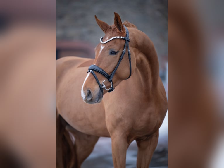 Westphalian Mare 5 years 16,1 hh Chestnut-Red in Bramsche