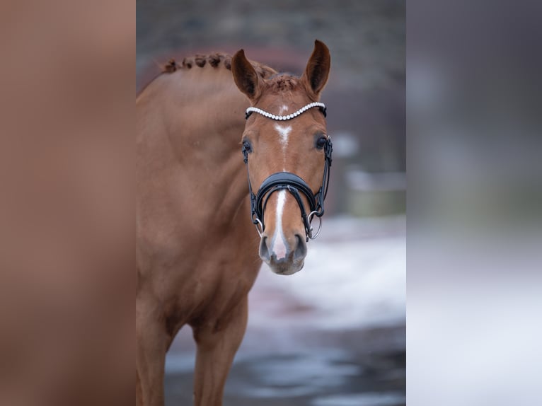 Westphalian Mare 5 years 16,1 hh Chestnut-Red in Bramsche