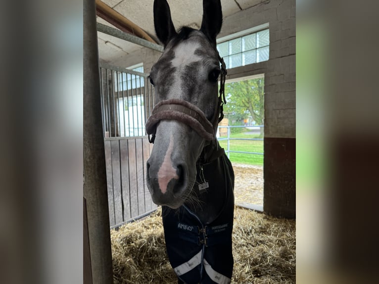 Westphalian Mare 5 years 16,1 hh Gray in Herford