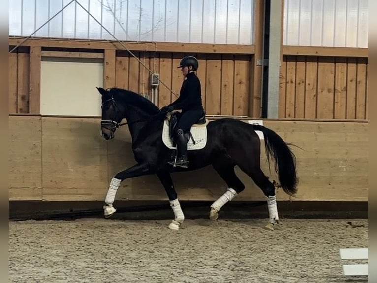 Westphalian Mare 5 years 16,2 hh Bay-Dark in Jengen