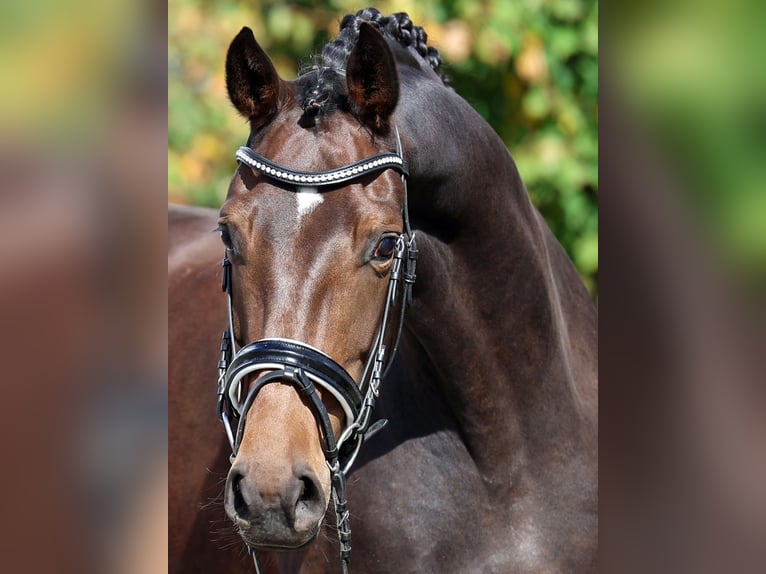 Westphalian Mare 5 years 16,2 hh Bay-Dark in Loewenberger Land, 30 min von Berlin