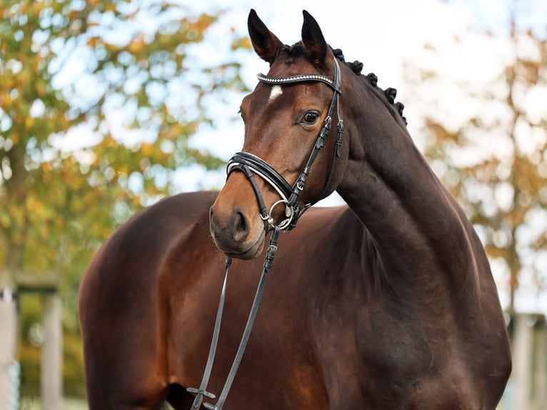 Westphalian Mare 5 years 16,2 hh Bay-Dark in Loewenberger Land, 30 min von Berlin