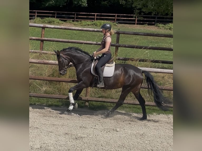Westphalian Mare 5 years 16,2 hh Bay-Dark in Schenklengsfeld