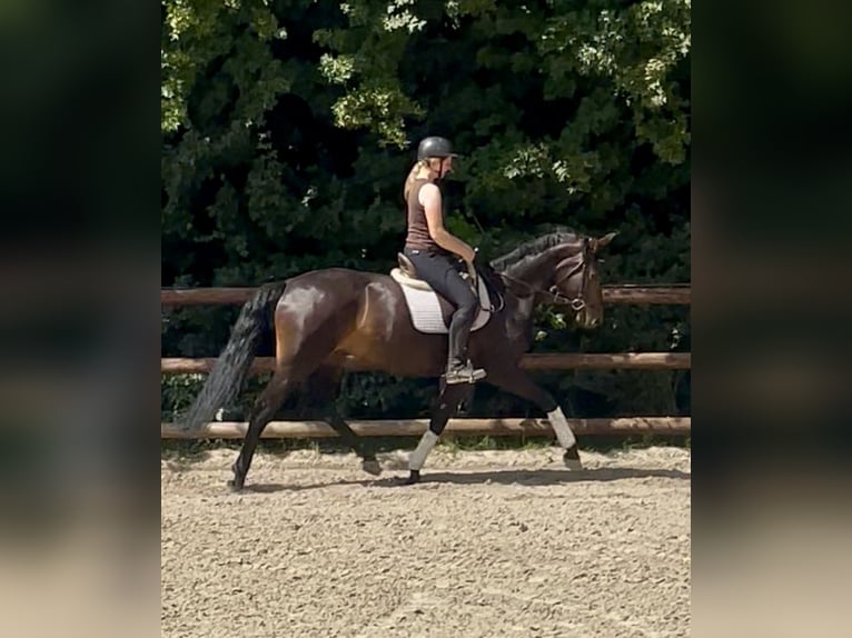 Westphalian Mare 5 years 16,2 hh Bay-Dark in Schenklengsfeld