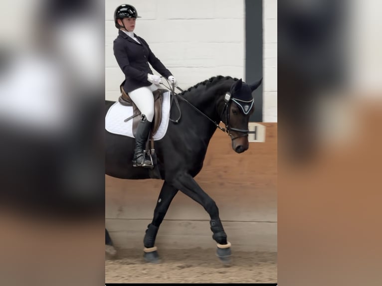 Westphalian Mare 5 years 16,2 hh Bay-Dark in Schenklengsfeld Westphalian Mare 5 years 16,2 hh Bay-Dark in Schenklengsfeld