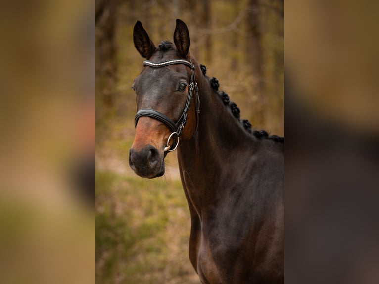 Westphalian Mare 5 years 16,2 hh Bay-Dark in Siegen