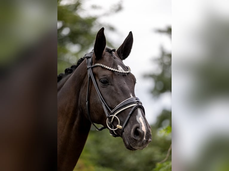 Westphalian Mare 5 years 16,2 hh Black in Rosenheim