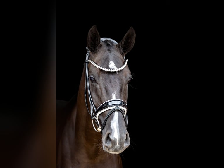 Westphalian Mare 5 years 16,2 hh Black in Rosenheim
