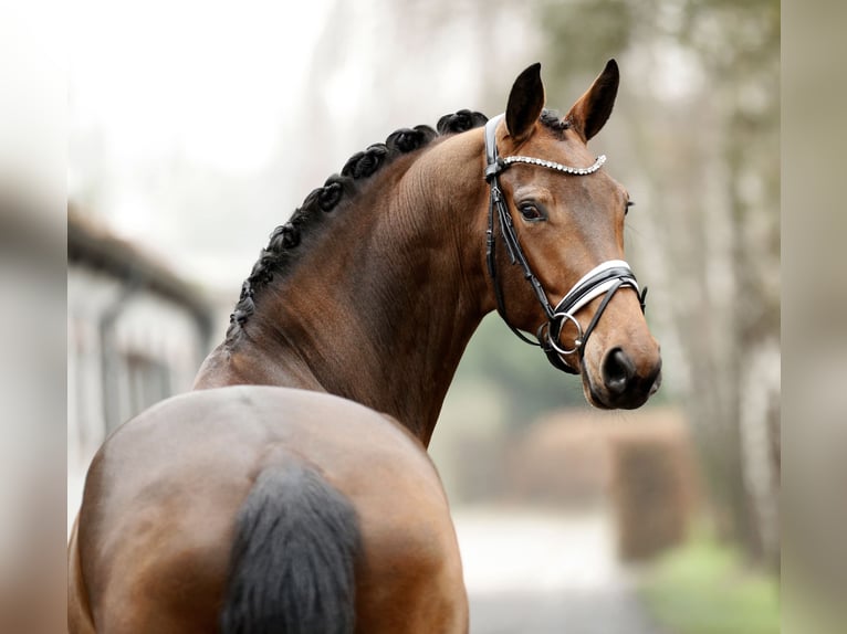 Westphalian Mare 5 years 16,2 hh Brown in Greven