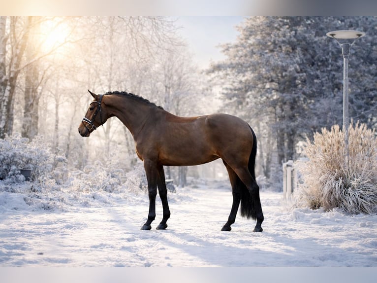 Westphalian Mare 5 years 16,2 hh Brown in Greven