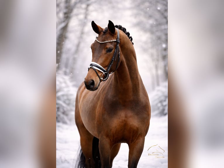 Westphalian Mare 5 years 16,2 hh Brown in Greven