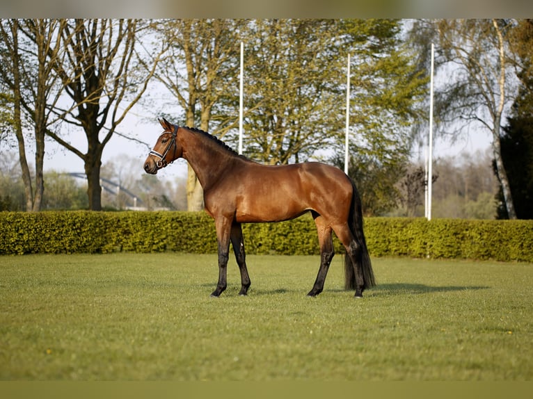 Westphalian Mare 5 years 16,2 hh Brown in Münster