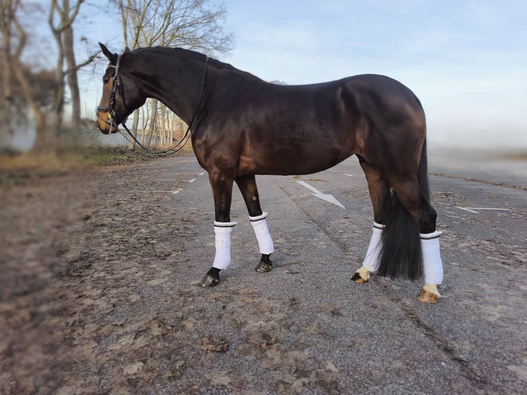 Westphalian Mare 5 years 16,2 hh Brown in Grote Brogel