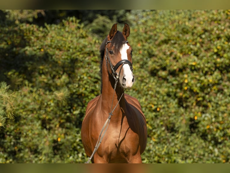 Westphalian Mare 5 years 16,2 hh Brown in Münster