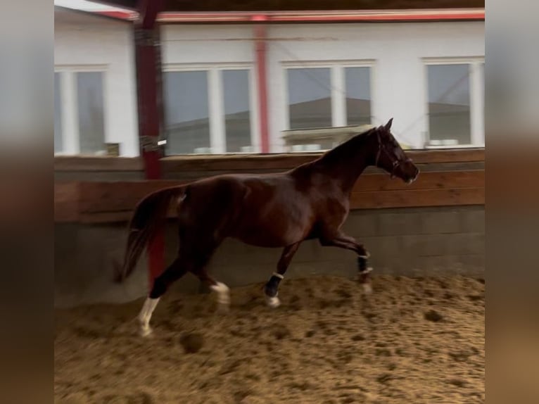 Westphalian Mare 5 years 16,2 hh Chestnut in Bad Wörishofen