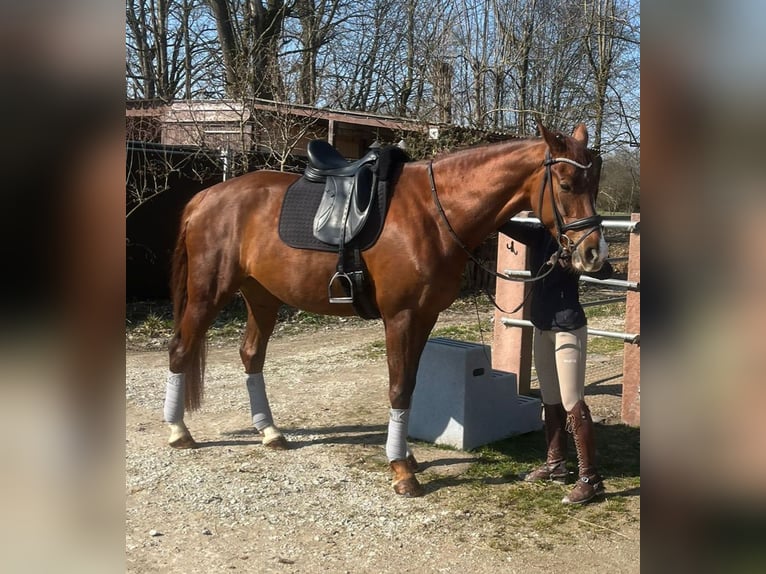 Westphalian Mare 5 years 16,2 hh Chestnut in Karlsfeld