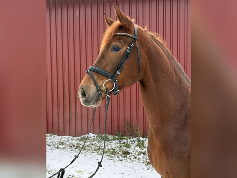 Westphalian Mare 5 years 16,2 hh Chestnut in Schöppingen