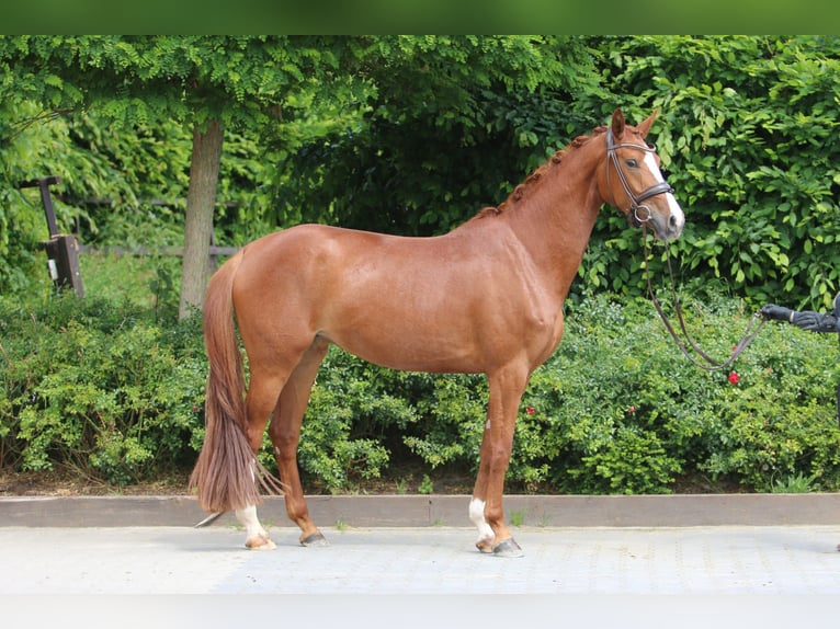 Westphalian Mare 5 years 16,2 hh Chestnut-Red in Bönen