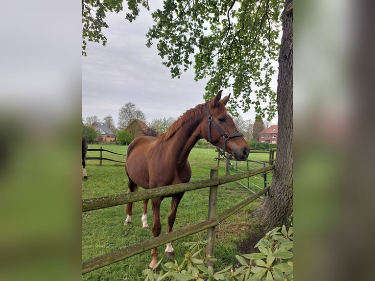 Westphalian Mare 5 years 16,2 hh Chestnut-Red in L&#xFC;dinghausen