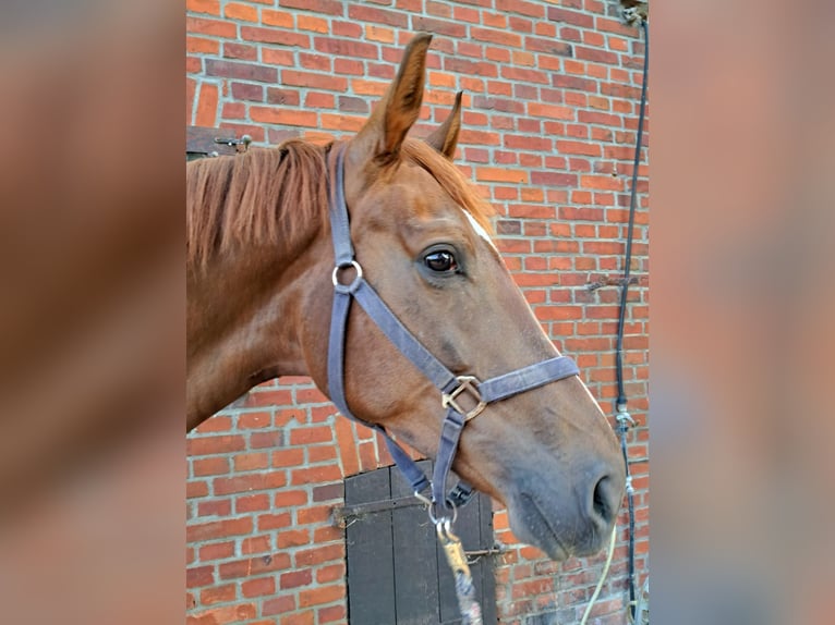 Westphalian Mare 5 years 16,2 hh Chestnut-Red in L&#xFC;dinghausen
