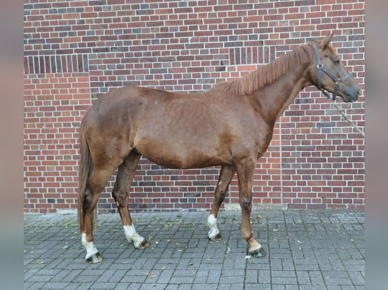 Westphalian Mare 5 years 16,2 hh Chestnut-Red in L&#xFC;dinghausen