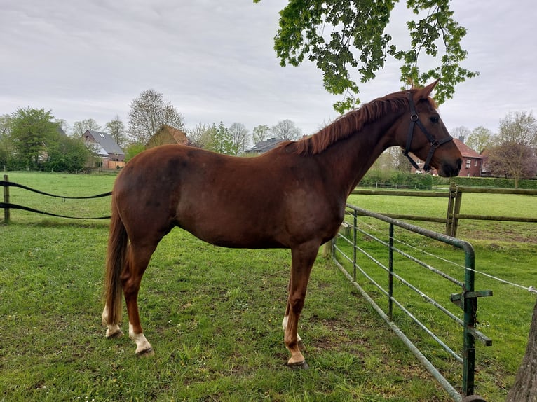 Westphalian Mare 5 years 16,2 hh Chestnut-Red in L&#xFC;dinghausen