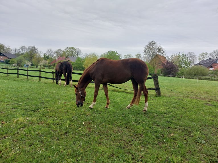 Westphalian Mare 5 years 16,2 hh Chestnut-Red in L&#xFC;dinghausen