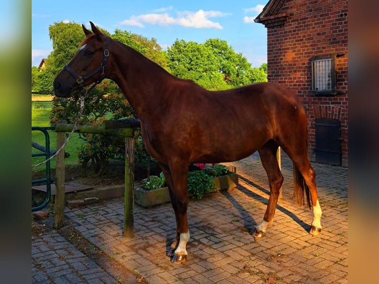 Westphalian Mare 5 years 16,2 hh Chestnut-Red in L&#xFC;dinghausen