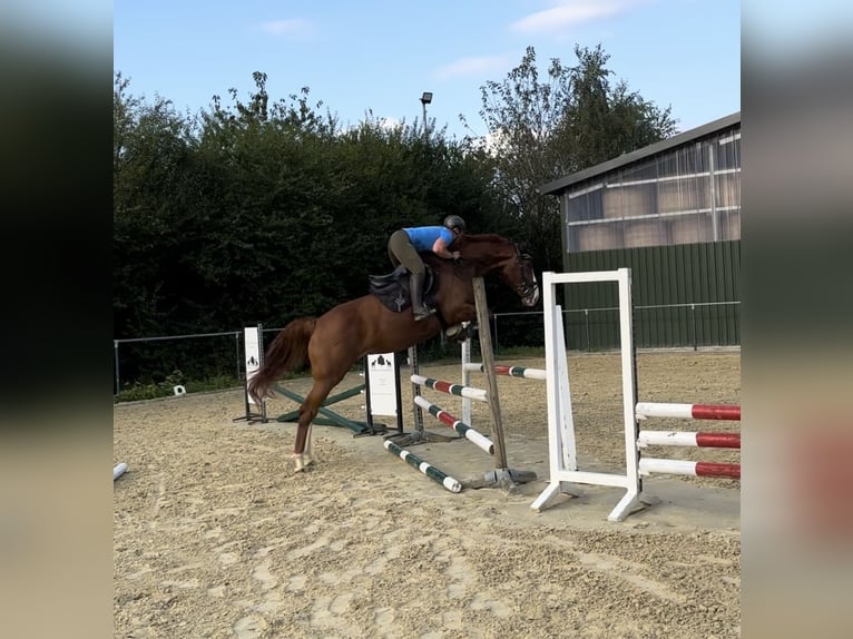 Westphalian Mare 5 years 16,2 hh Chestnut-Red in K&#xFC;rten