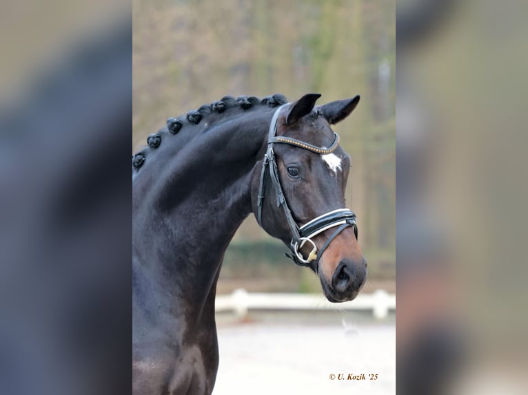 Westphalian Mare 5 years 16,2 hh Smoky-Black in Werne