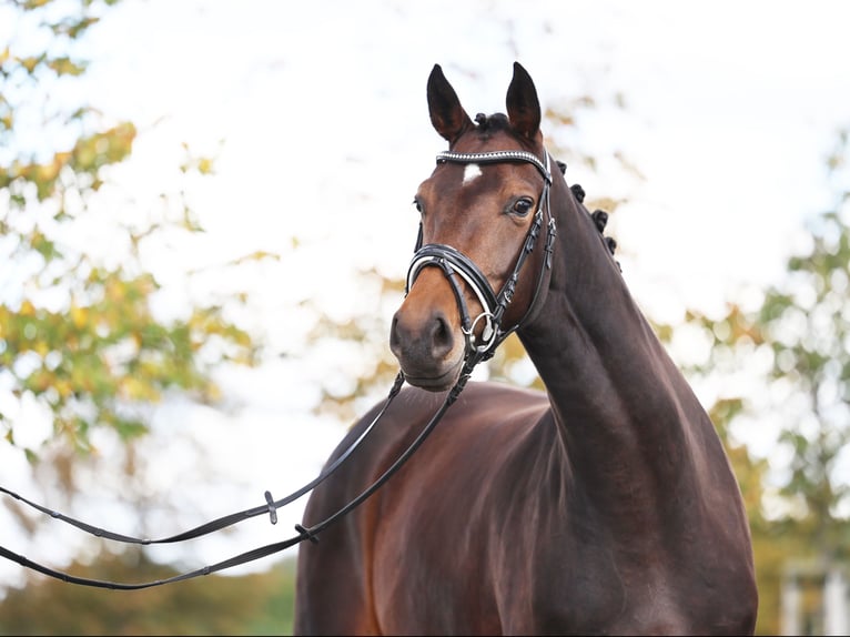Westphalian Mare 5 years 16,3 hh Bay-Dark in Loewenberger Land, 30 min von Berlin
