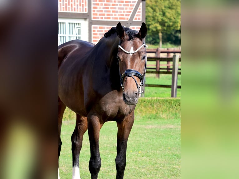Westphalian Mare 5 years 17.1 hh Bay-Dark in Fröndenberg