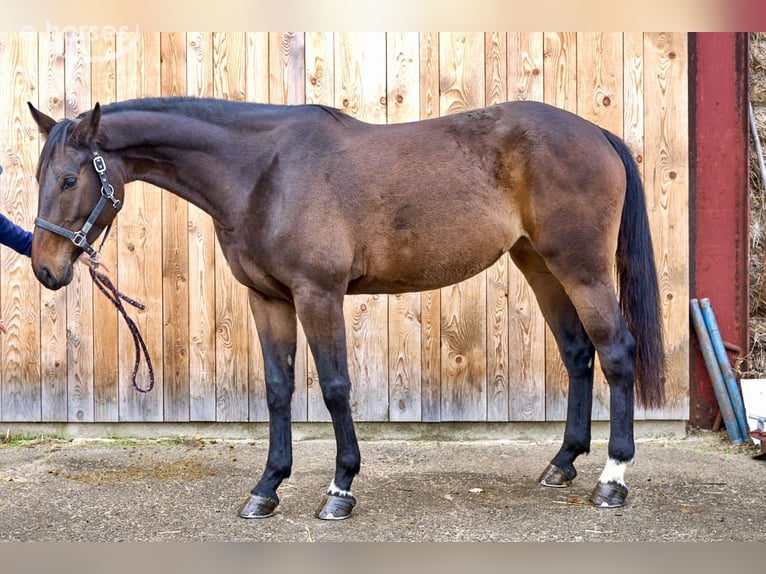 Westphalian Mare 5 years 17.1 hh Brown in Courroux