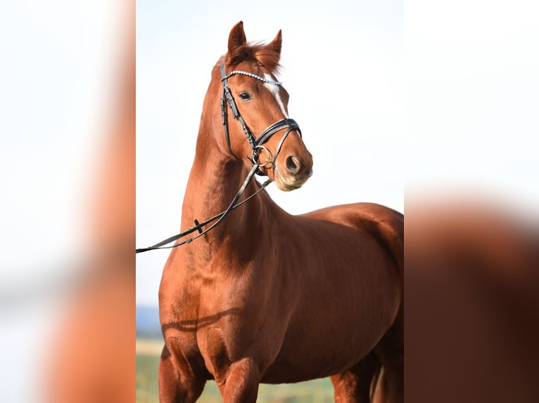Westphalian Mare 5 years 17,3 hh Chestnut-Red in Kirchberg